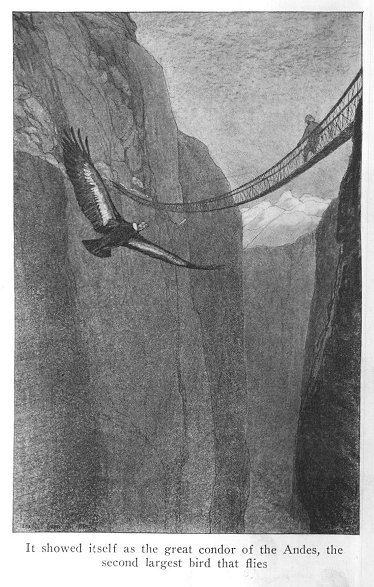 the condor