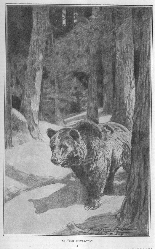 a large bear among trees