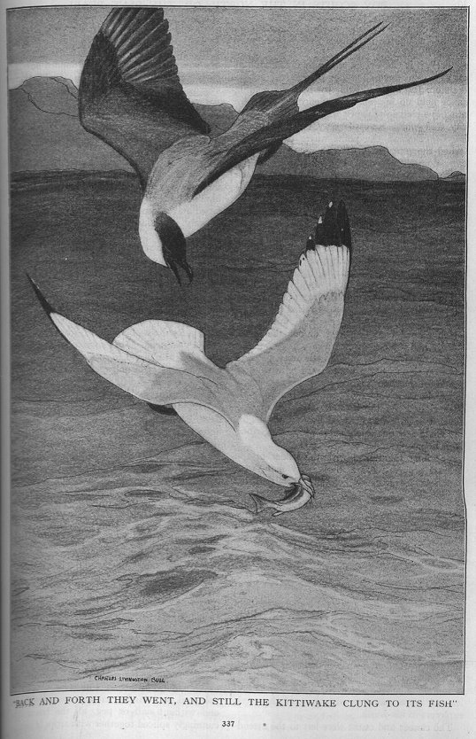 two gulls