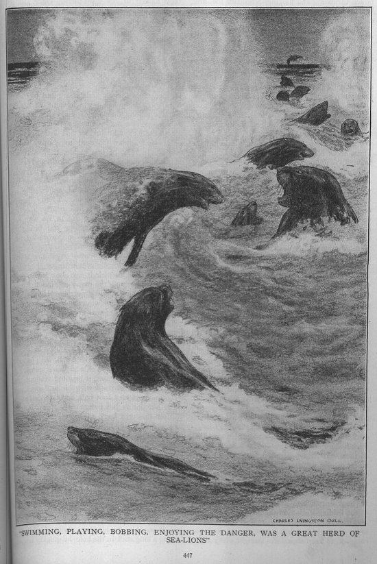 sea-lions in surf