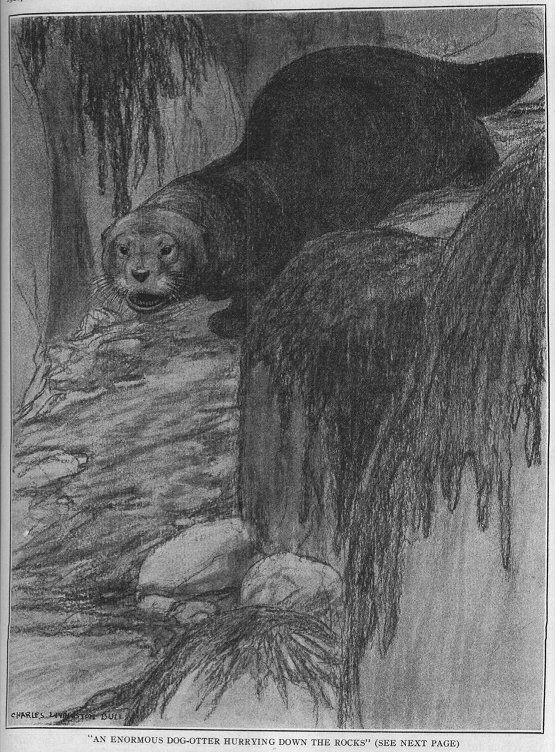 otter among rocks