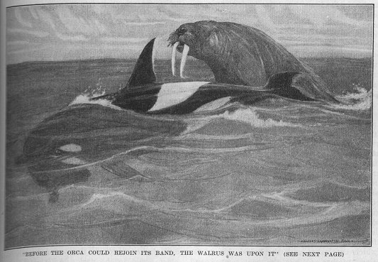 walrus attacking an orca
