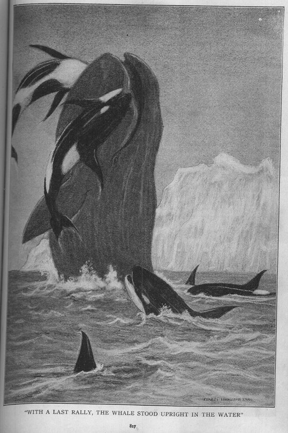 the whale fights the orcas