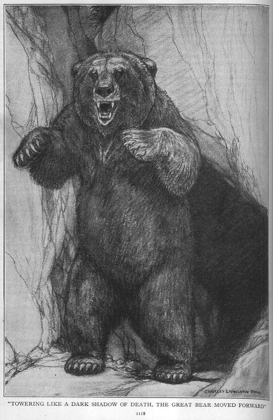 the bear