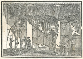 the skeleton on display