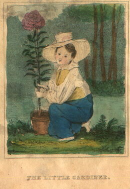 A boy in a huge hat kneels beside a pot in which a very tall flower grows