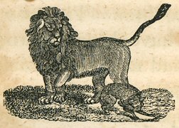a lion; a jackal skulks beside it