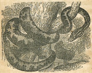 anaconda wrapped around a tree
