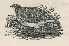picture of a quail