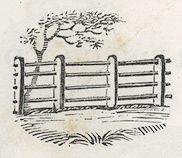 a small tree beside a wooden fence