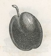 a plump plum
