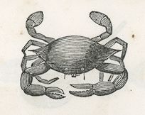 a crab