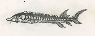 a sturgeon