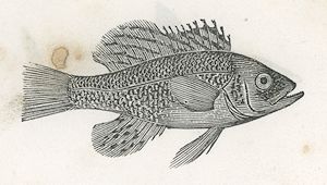 a fish with a large dorsal fin