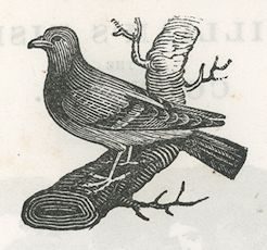 not a robin, but a pigeon