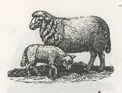 a sheep and a lamb