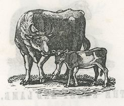 cow and calf
