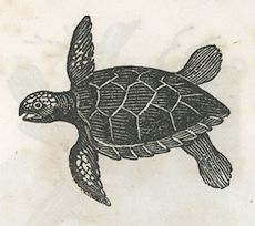 a sea turtle