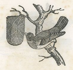 a bird perched beside a basket-like nest hanging from a branch