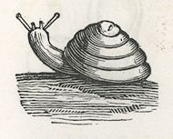 a snail
