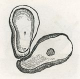 an open oyster shell