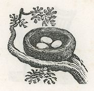 a round nest with three eggs