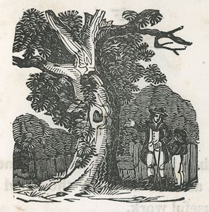 a man and a boy look at a large tree
