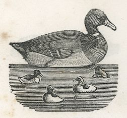 a duck and four ducklings in water
