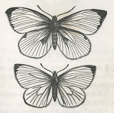 two butterflies