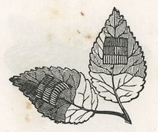 two leaves with holes in them