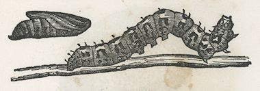 a chrysalis and a large caterpillar