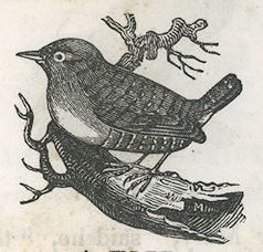 a wren perched on a branch