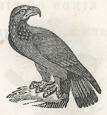 an eagle perched on a rock