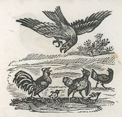 three chickens and a chick confront a hawk