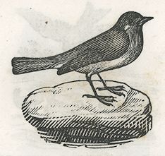 bird sits on a rock