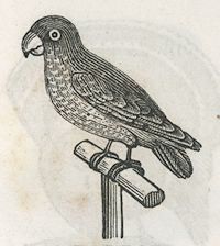 a parrot on its perch