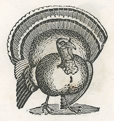a turkey with a spread tail