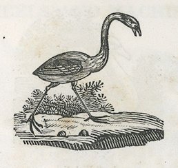 a crane beside water