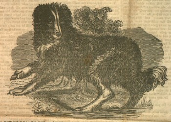 dog, 1855