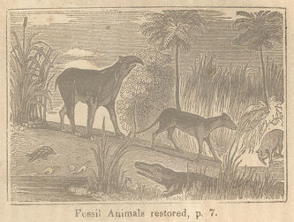 tapir-like creatures