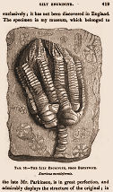 lily crinoid