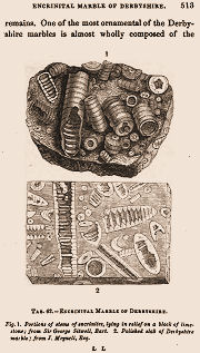 block of crinoids