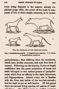 four creatures