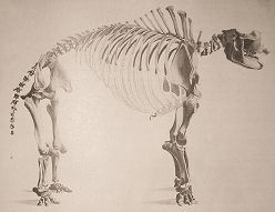 mastodon skeleton