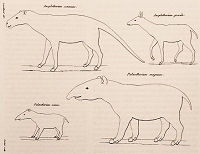 four creatures, by Laurillard