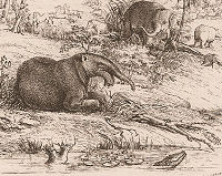 German dinotherium