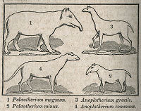 four creatures, by Parley