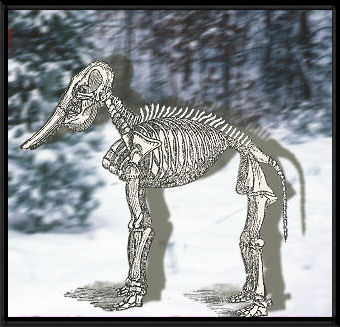 a mammoth skeleton