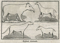 four creatures, Merry's