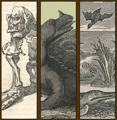 fossil animals